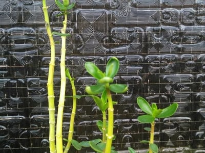 Needle-leaf wax plant