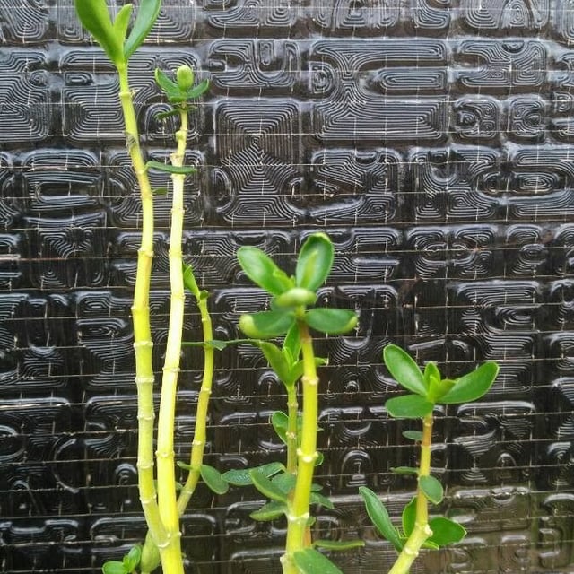 Needle-leaf wax plant