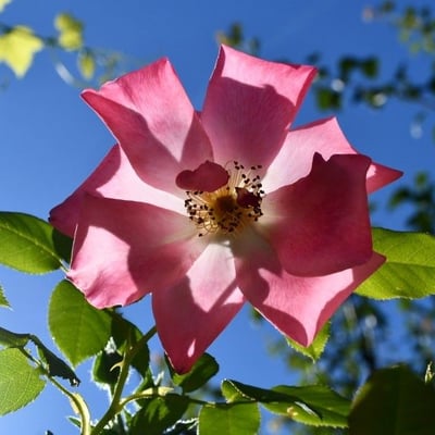 Rosa pouzinii — flower