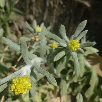 Pseudognaphalium affine — flower