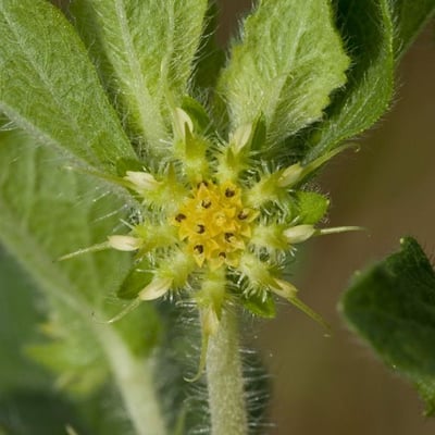 Acanthospermum hispidum — flower