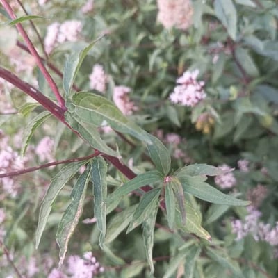 Eupatorium lindleyanum — leaf