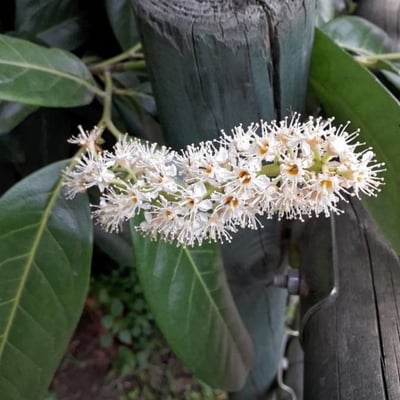 Prunus laurocerasus — flower