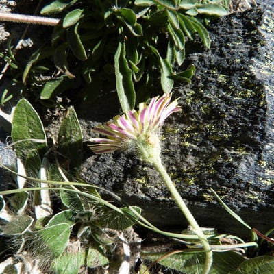 Pilosella peleteriana — flower