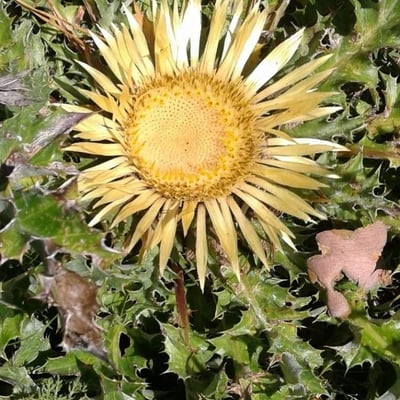 Carlina acanthifolia — flower