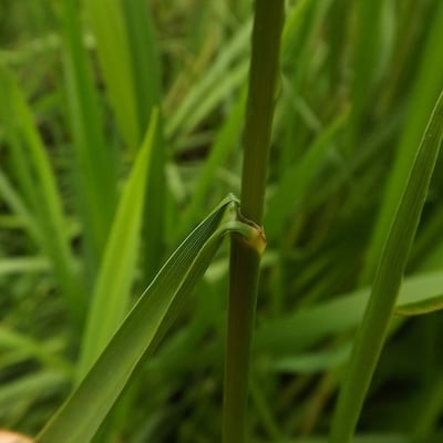Glyceria maxima — flower