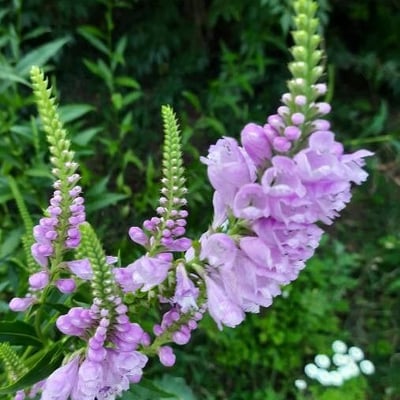 Physostegia virginiana — flower
