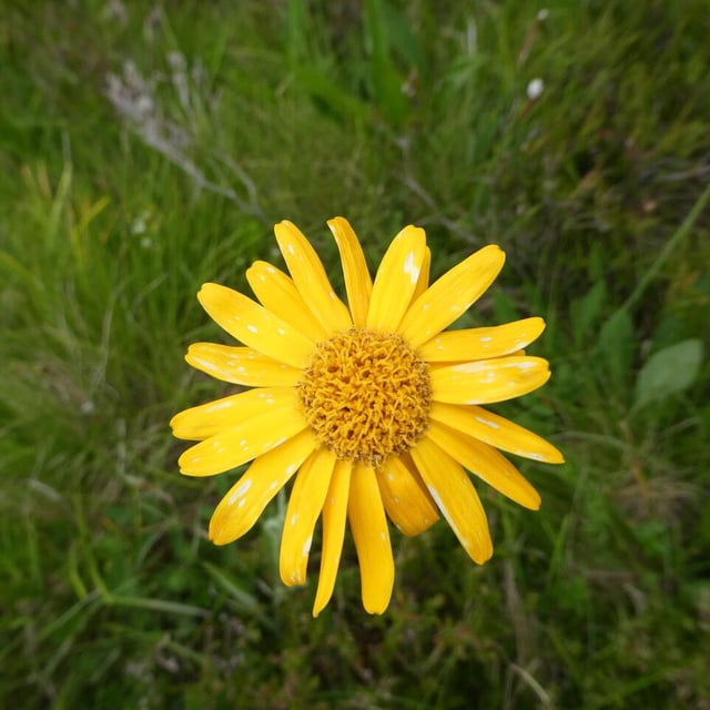 Senecio doronicum — flower