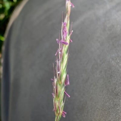 Elymus caninus — flower