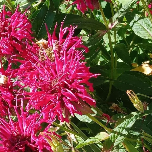 Monarda didyma — flower