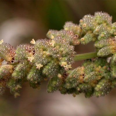 Mesosphaerum pectinatum — flower