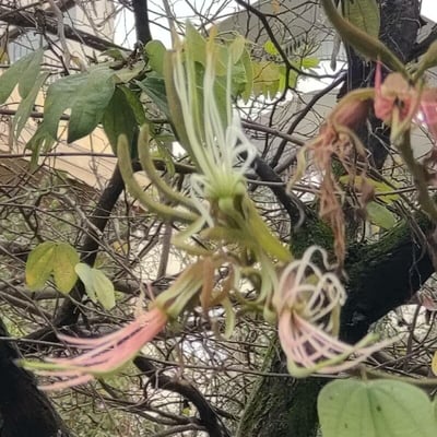 Bauhinia ungulata — flower