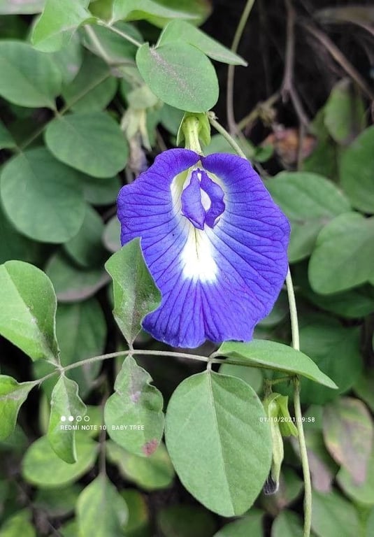 Cordofan-pea