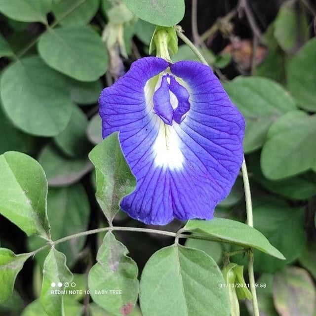 Clitoria ternatea — flower