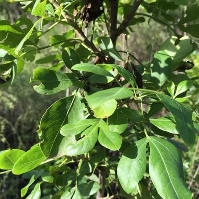 Heteromorpha arborescens — leaf