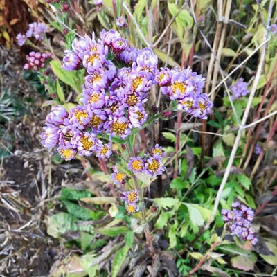 Aster tataricus — flower