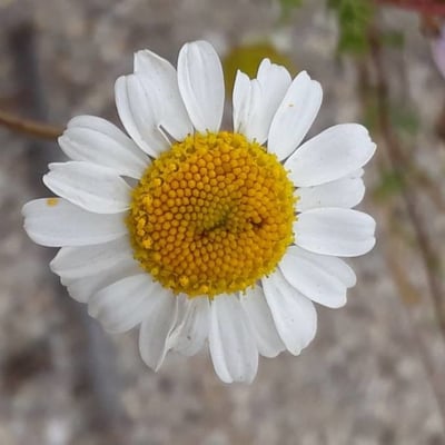 Anacyclus clavatus — flower