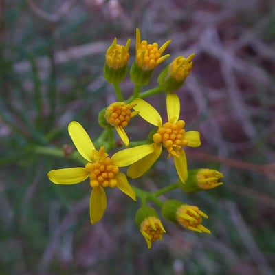 Senecio linearifolius — flower