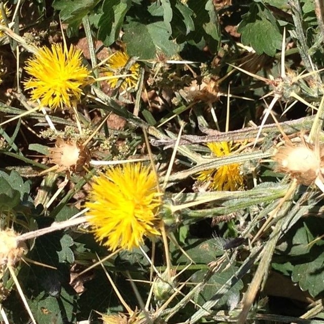 Centaurea solstitialis — flower
