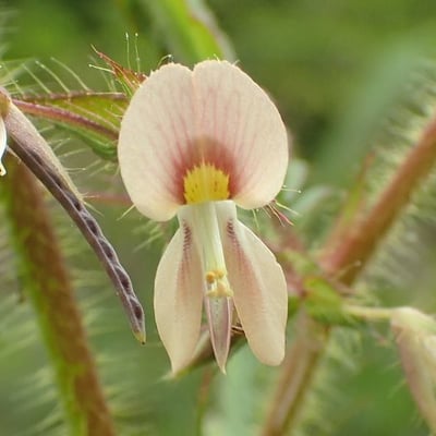 Aeschynomene americana — flower