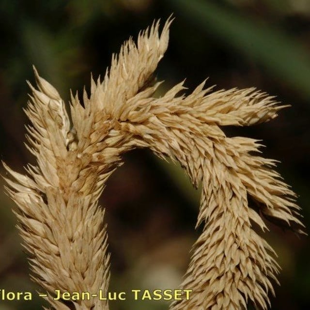 Phleum phleoides — flower