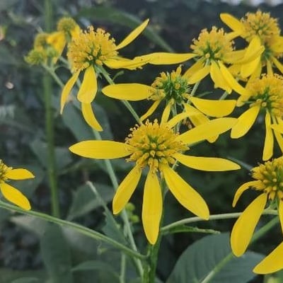 Verbesina alternifolia — flower