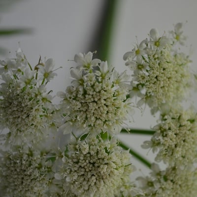 Oenanthe pimpinelloides — flower