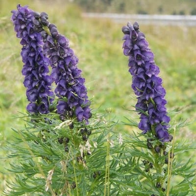 Aconitum napellus — flower