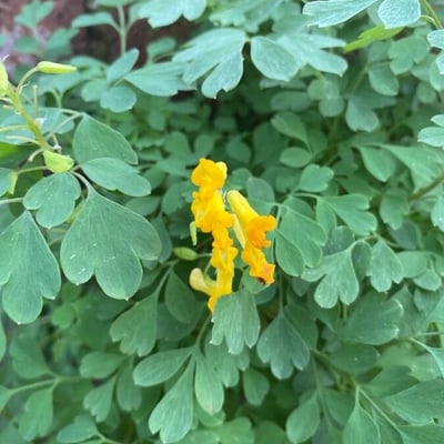 Pseudofumaria lutea — flower