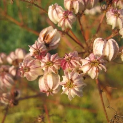 Prangos ferulacea — flower