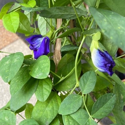 Clitoria ternatea — flower