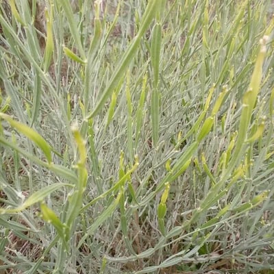 Baccharis articulata — leaf