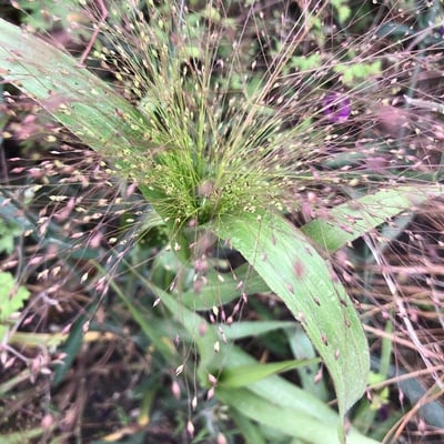 Panicum capillare — flower