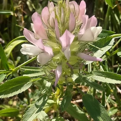 Ononis mitissima — flower
