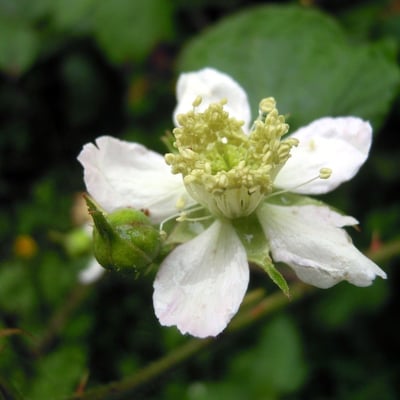Rubus polyanthemus — flower