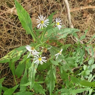 Oclemena acuminata — flower