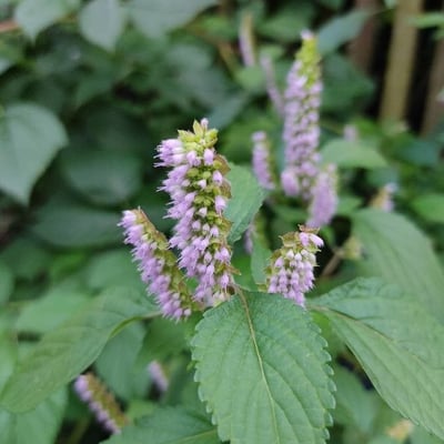 Elsholtzia ciliata — flower
