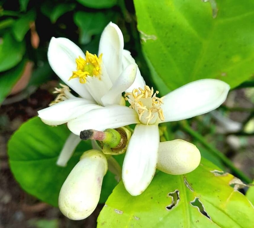 Citron