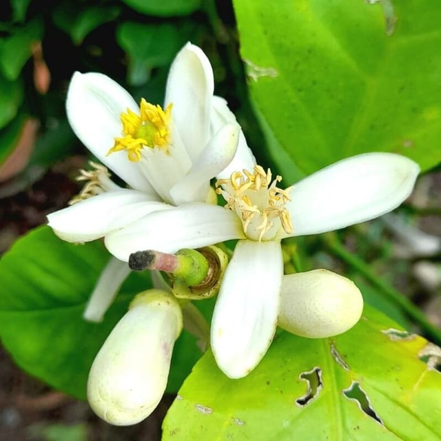 Citron