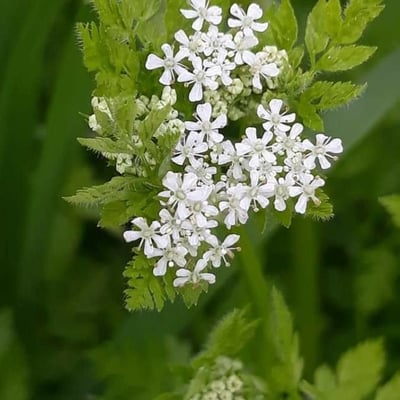 Anthriscus cerefolium — flower