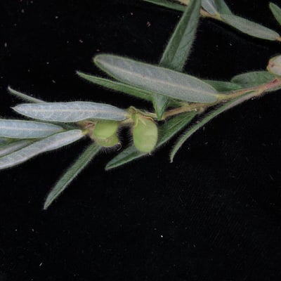 Eriosema chinense — habit