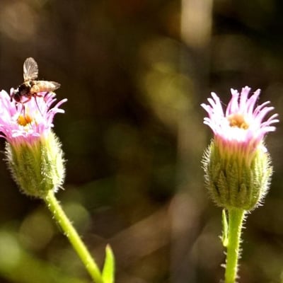Erigeron acris — flower