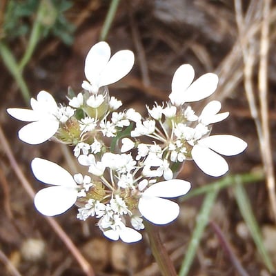 Caucalis platycarpos — flower