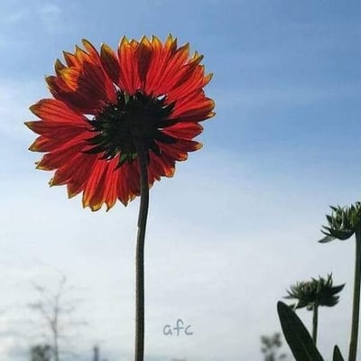 Gaillardia pulchella — flower