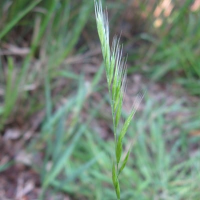 Vulpia bromoides — flower