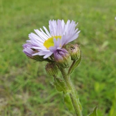 Erigeron pulchellus — flower