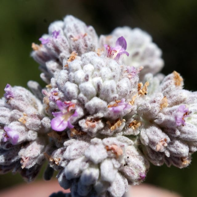 Teucrium capitatum — flower
