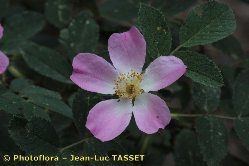 Soft downy rose