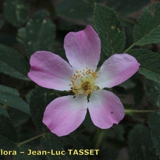 Rosa mollis — flower
