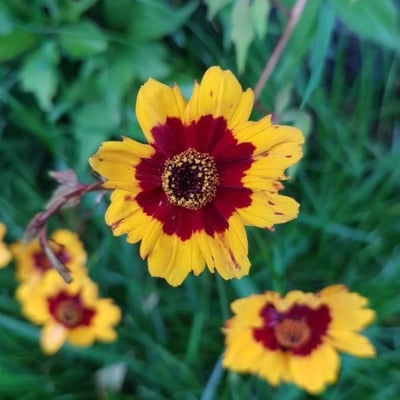 Coreopsis tinctoria — flower